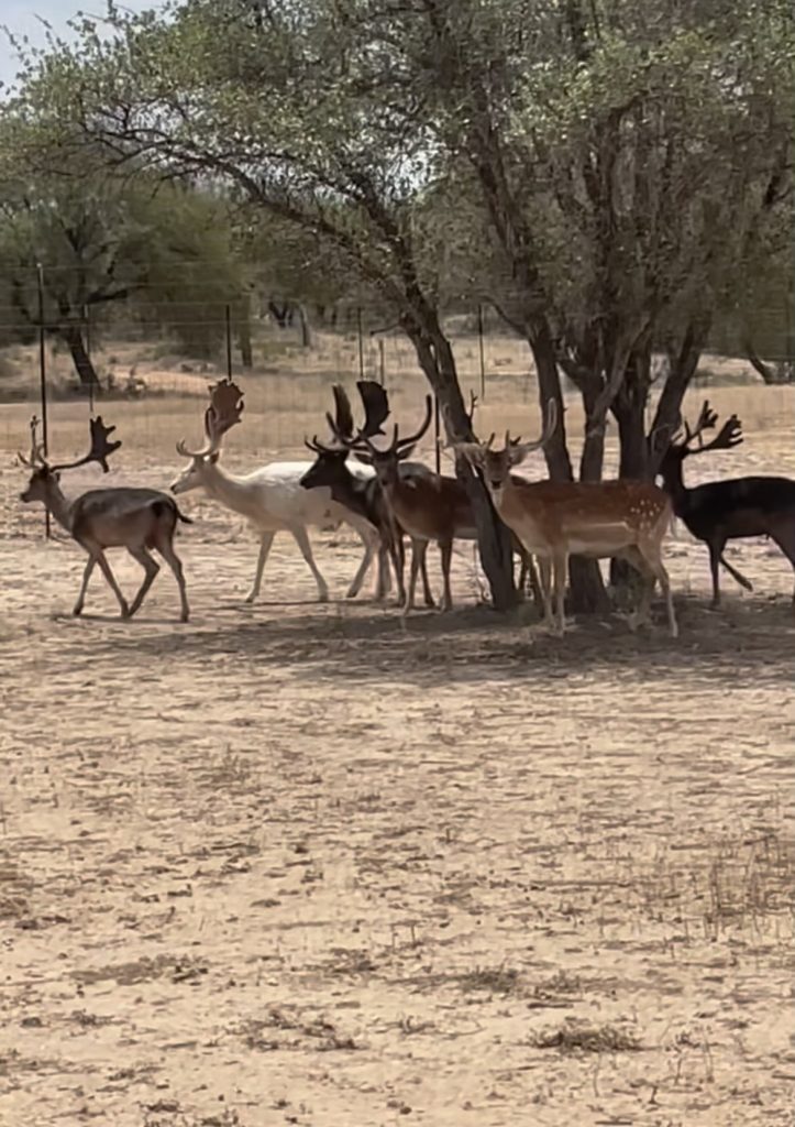 Exotics and Property Gallery | Pro Hunting Ranch | Texas Hill Country ...